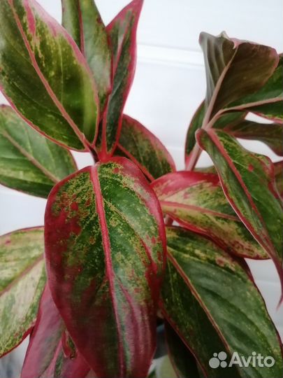 Аглаонема крит флейм