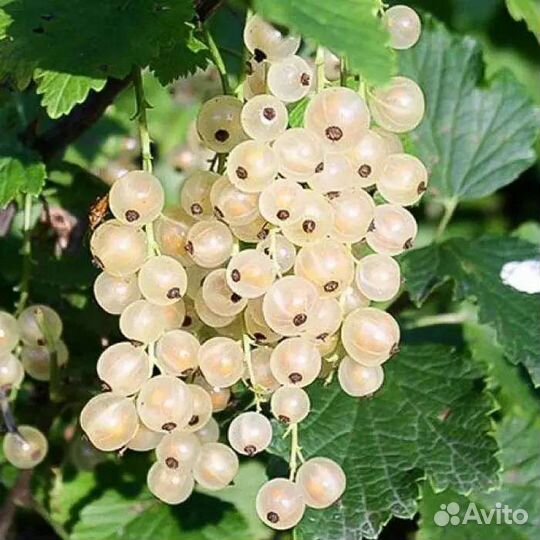 Смородина чёрная красная белая розовая