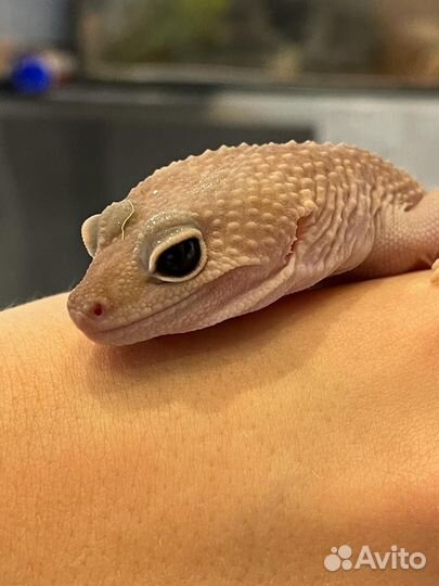 Эублефар морфы MS Blizzard het Eclipse. Самка