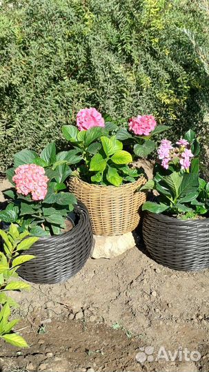 Кашпо из ротанга