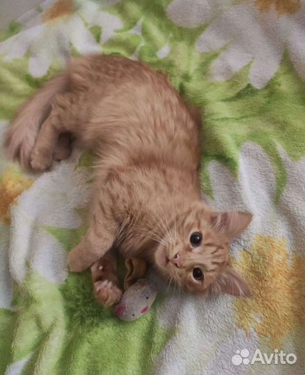 Рыжий котик в дар