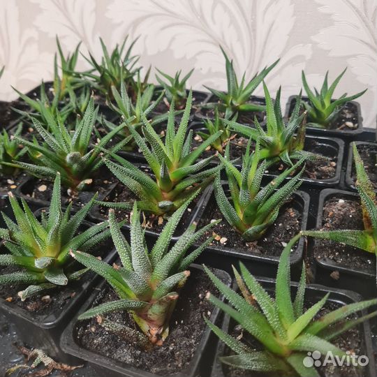 Суккуленты