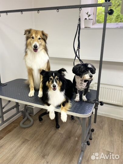 Стрижка собак, Ваш грумер. У Василеостровской