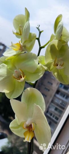 Орхидея Яра цветут