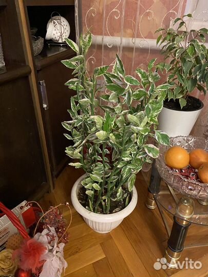 Педилантус