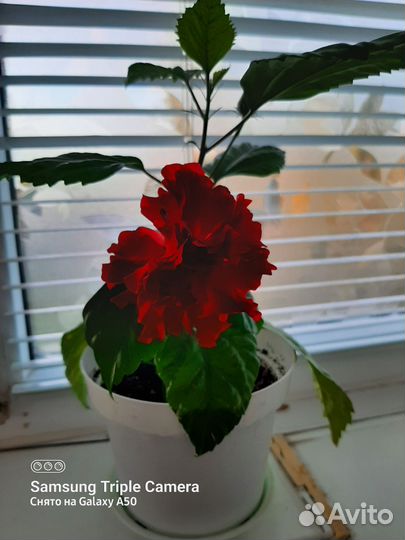 Гибискус китайская роза