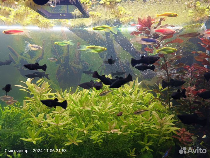 Рыбки моллинезии