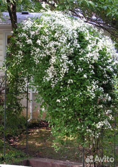 Клематис белый манчижурский