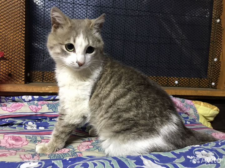 Пашка в поиске дома