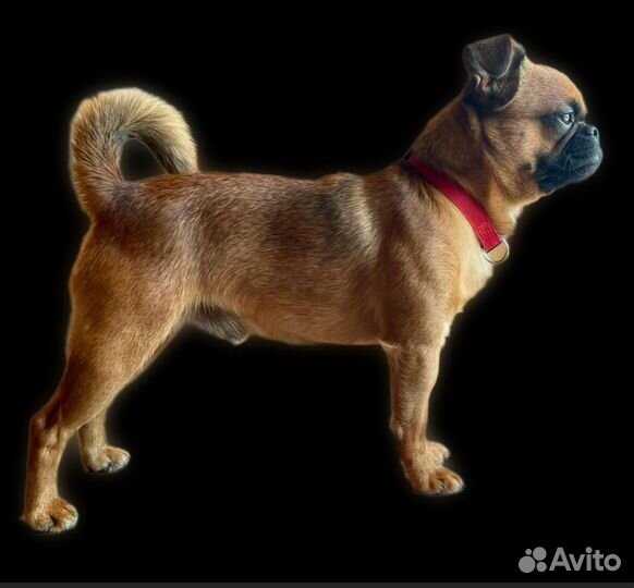 Пти брабансон