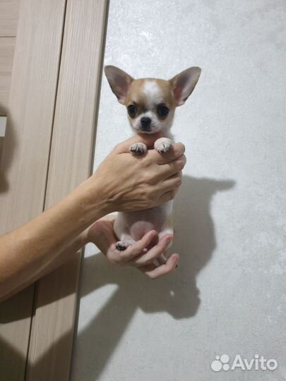 Шикарная мини девочка