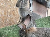 Кролики фландр ризен