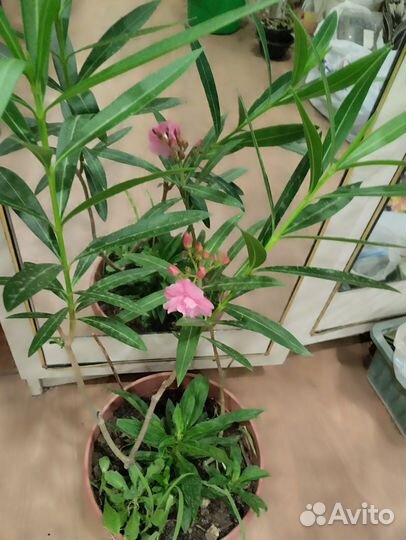 Олеандр махровый