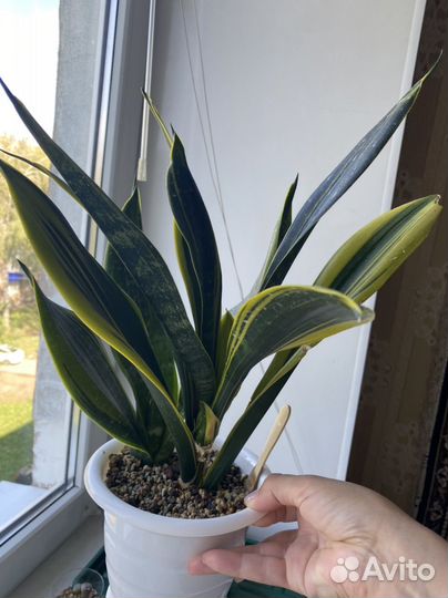 Сансевиерии микс