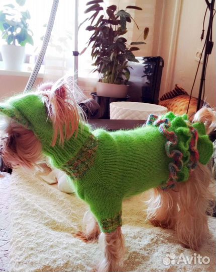 Вязаный комплект для маленькой собачки