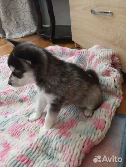 Аляскинский кли кай той размер мини хаски