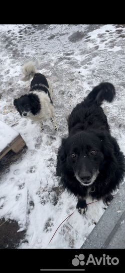 Собака