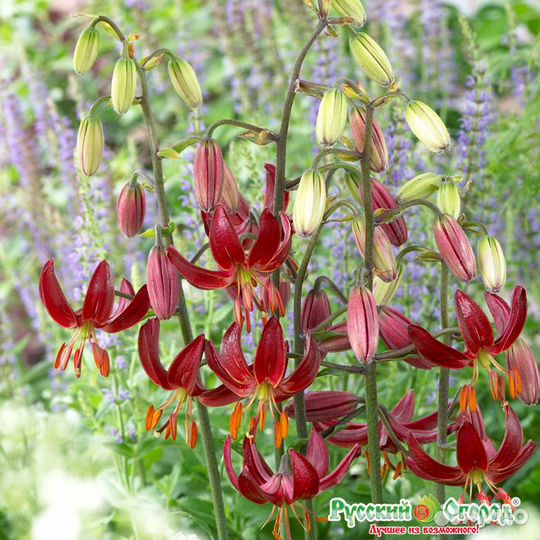 Лилии пионы первоцветы Срез и корни