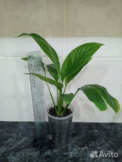 Комнатные цветы