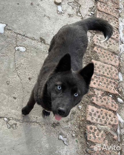 Хаски черные