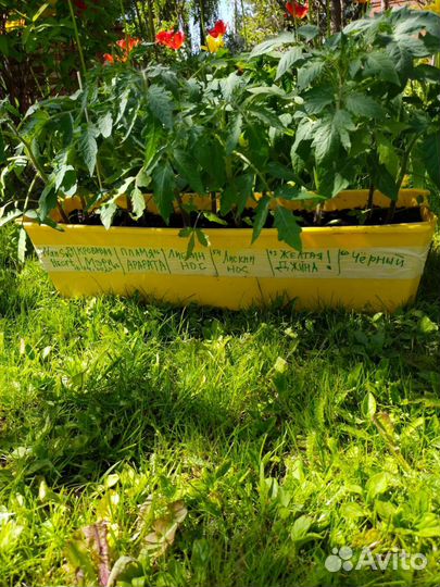 Рассада помидор (Ящик 14 штук)