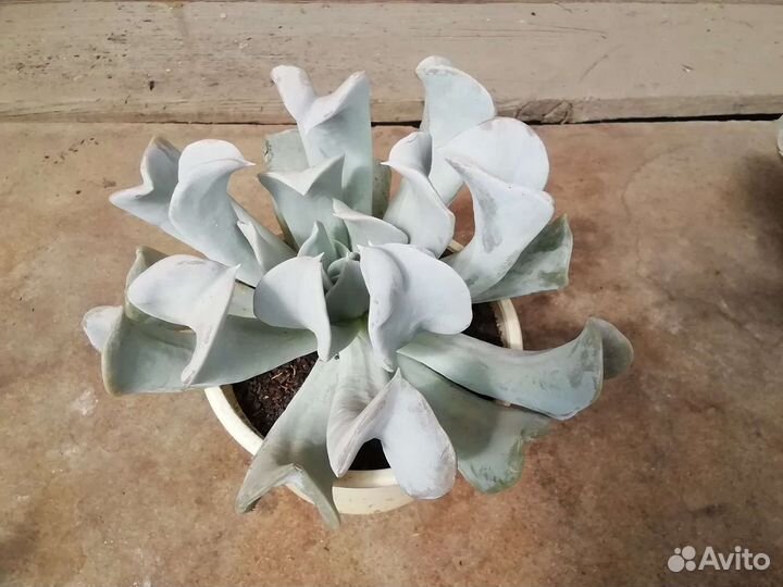 Кактусы и суккуленты