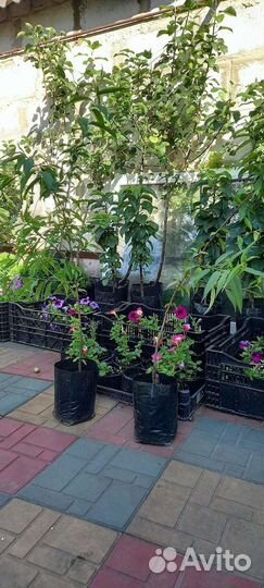 Саженцы нектарина 