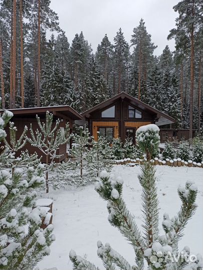 Аренда дома и бани на участке с соснами