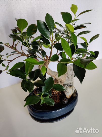 Баньян или Бенгальский фикус - укоренные черенки