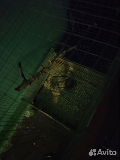 Клетка большая