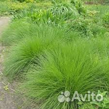 Луговик дернистый (Щучка)