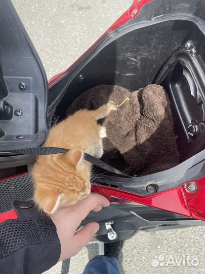 Котенок рыжий