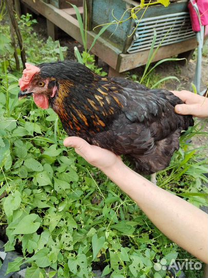 Куры несушки