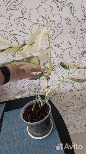 Монстера альба