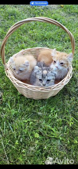 Котята в добрые руки