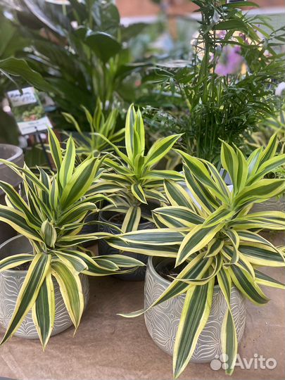 Драцена песня индии. Хлорофитум. Растения для кафе