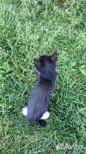 Котенок в добрые руки Мальчик