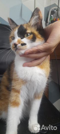 Кошечка в добрые руки