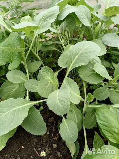 Рассада капусты