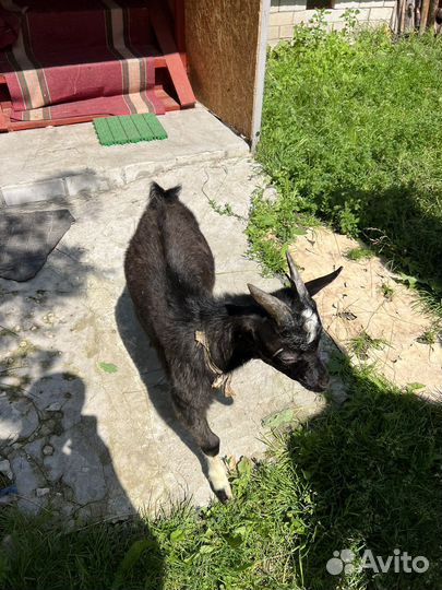 Козел и коза 3 месяца