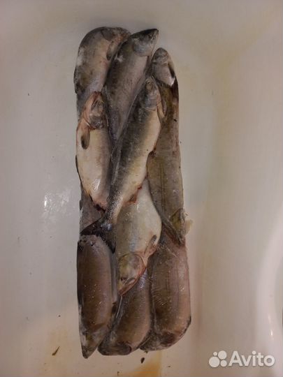 Горбуша нр икряная свежемороженая