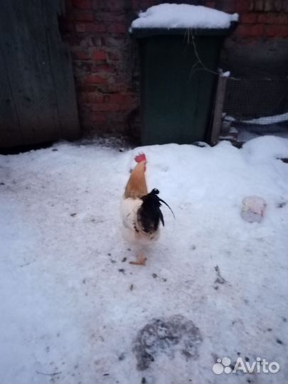 Петух
