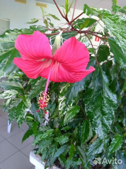 Гибискус (китайская роза)