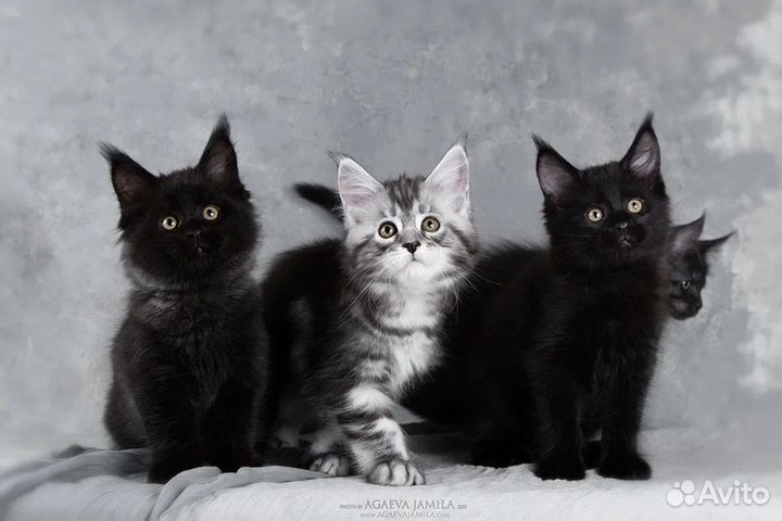 Мейн-кун котята на любой вкус, цвет и кошелек