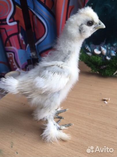 Цыплята китайской шелковой курицы