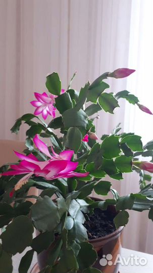 Цветок декабрист