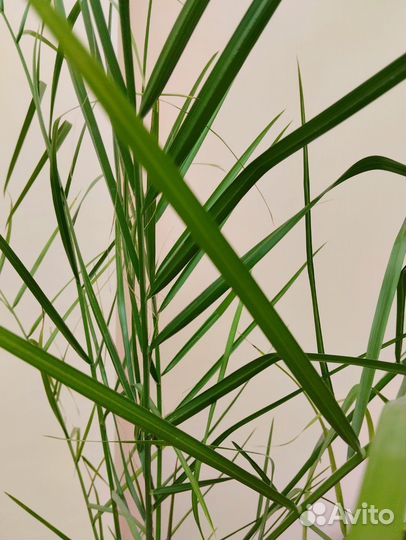 Финиковая домашняя пальма