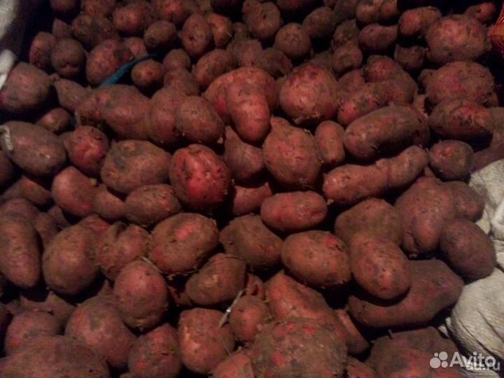 Картофель оптом