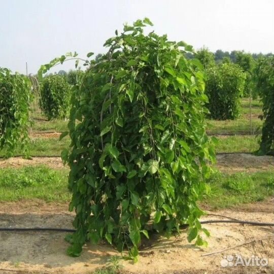Саженцы плакучей шелковицы на штамбе плодоносящая