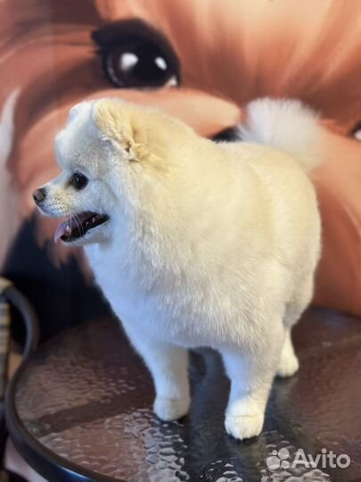 Стрижка собак на дому